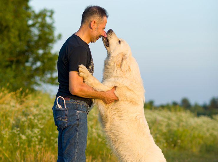 Qual è il tuo cane preferito?