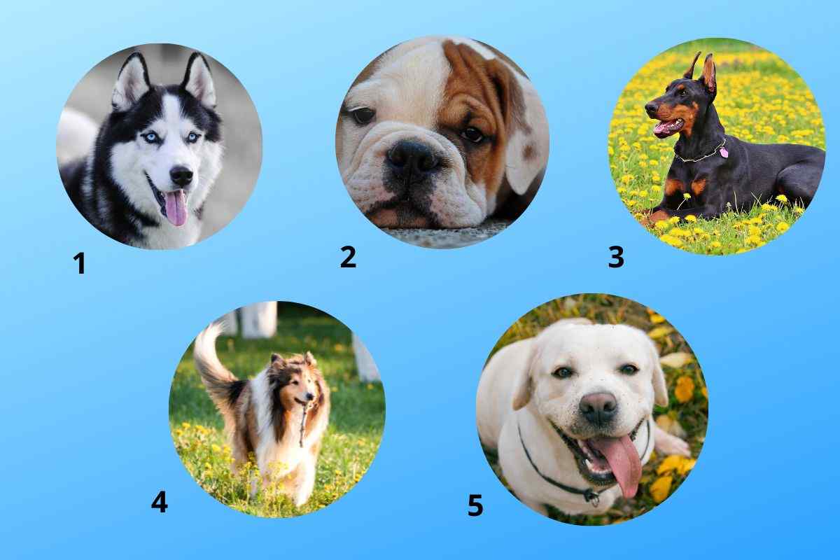 Qual è il tuo cane preferito?