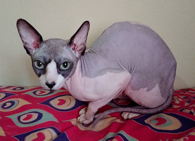 gatto sphynx