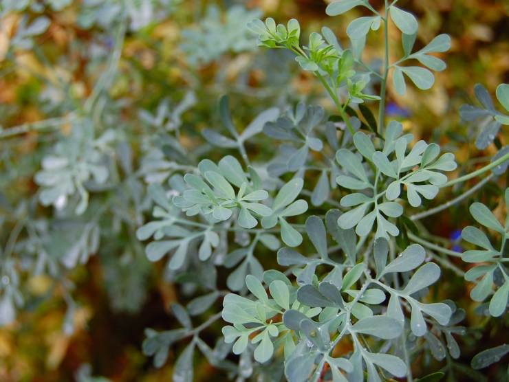 Tre piante portafortuna