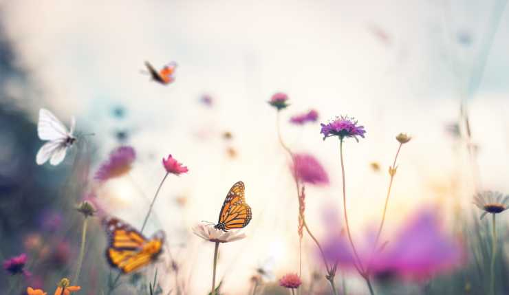 Farfalle e fiori