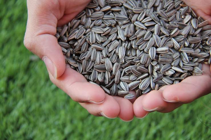 I semi di girasole hanno diverse proprietà benefiche,