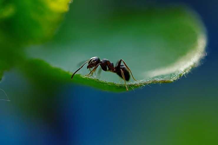 Formica pianta