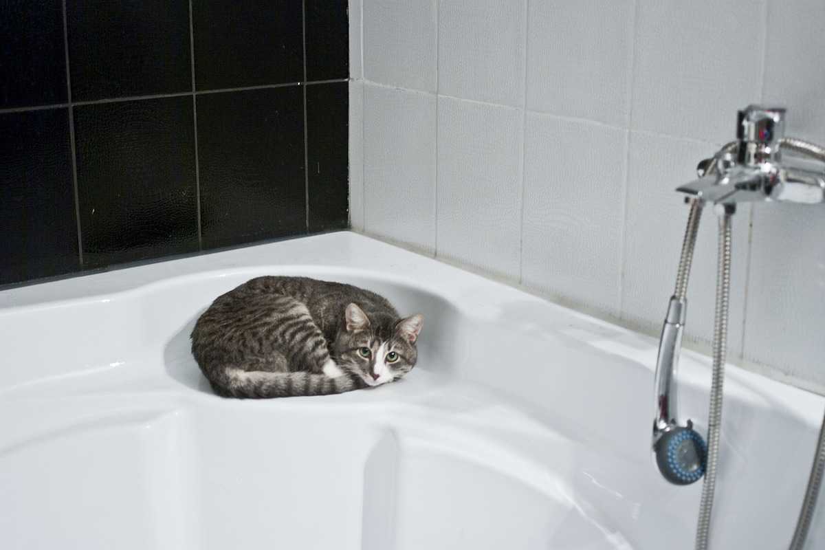 Gatto fare il bagno