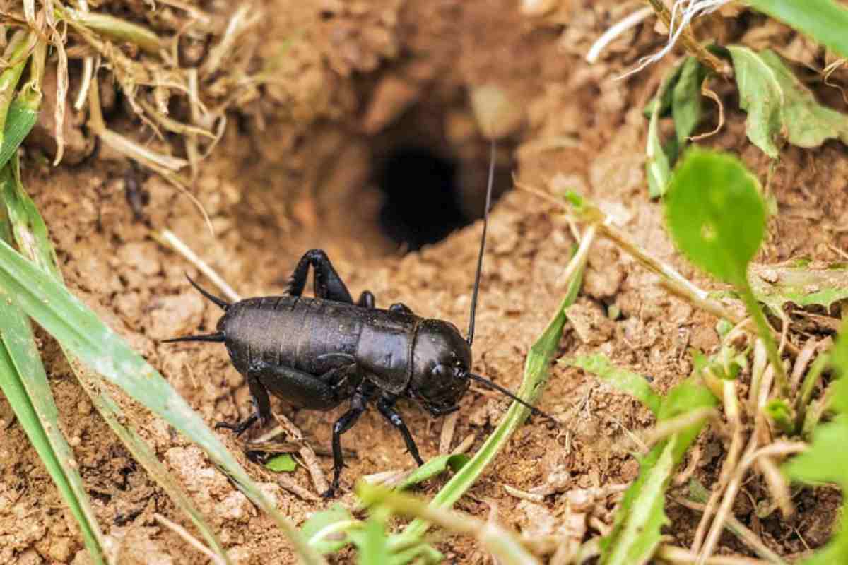 grillo in natura