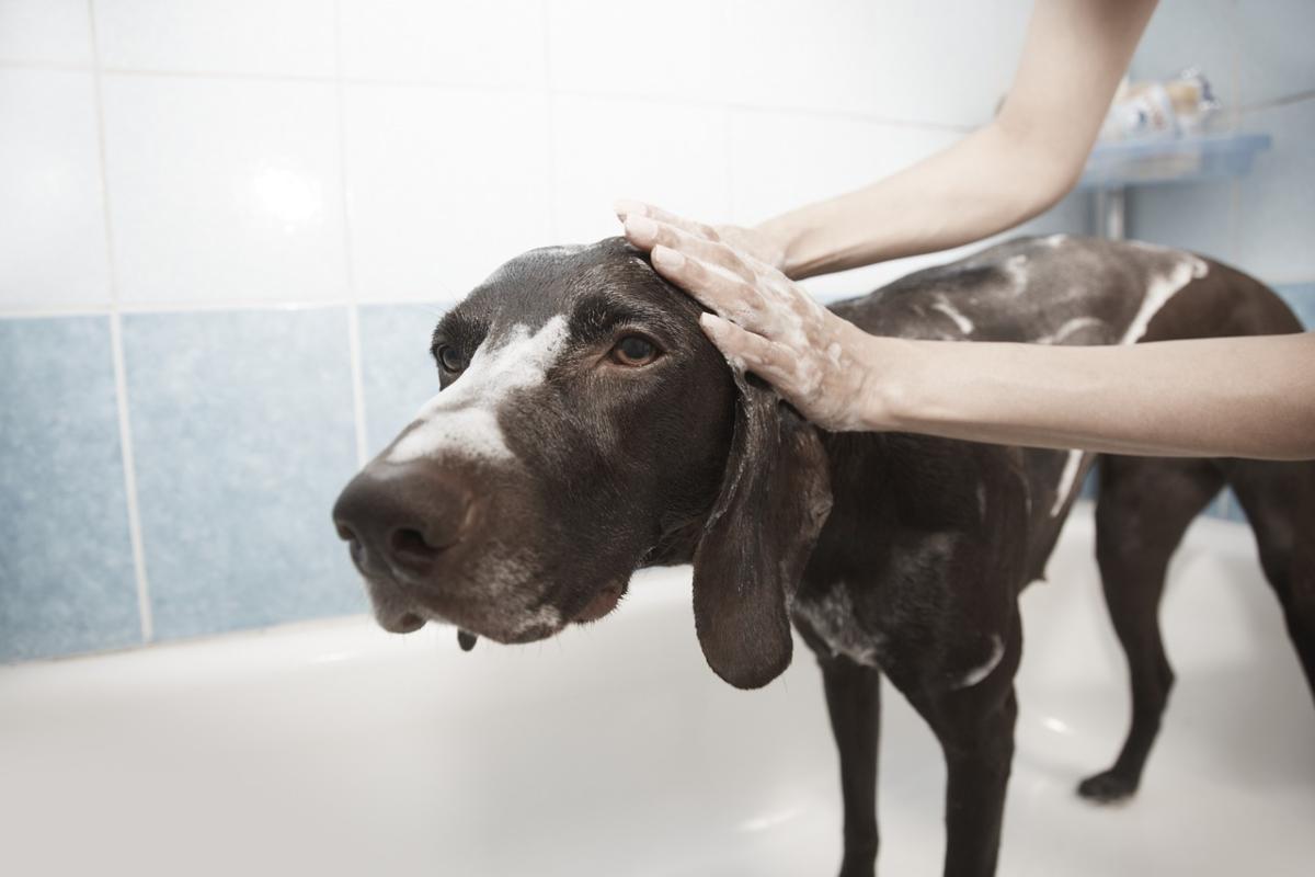 fare il bagno al cane