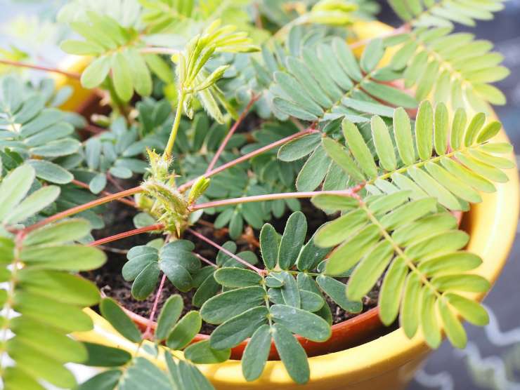 Non buttare il rametto di mimosa