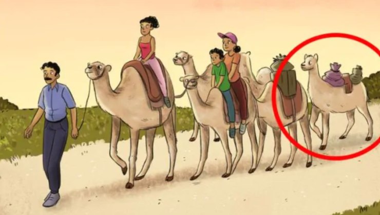 quanti cammelli vedi 