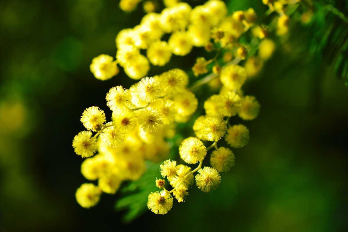 Non buttare il ramoscello di mimosa