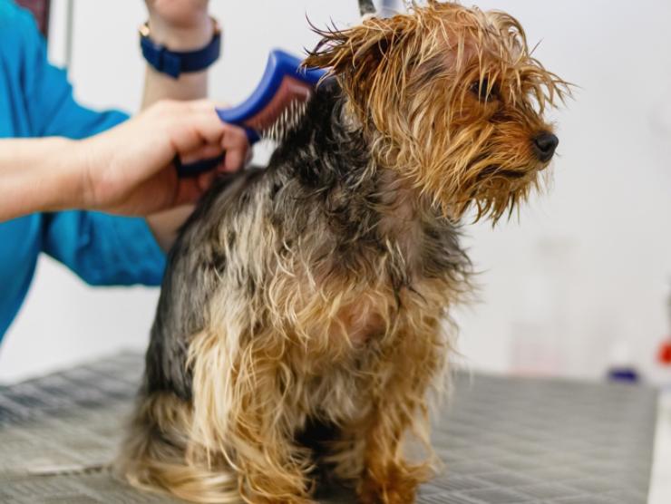 Quando fare il bagno al cane