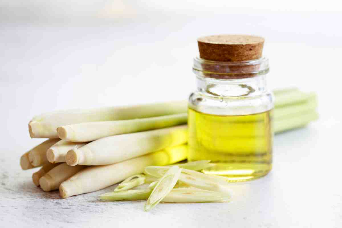 I benefici della citronella