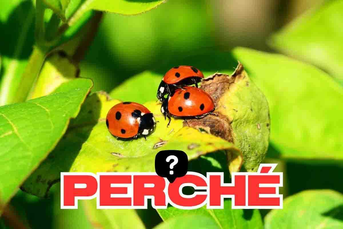 Coccinelle perché portano fortuna