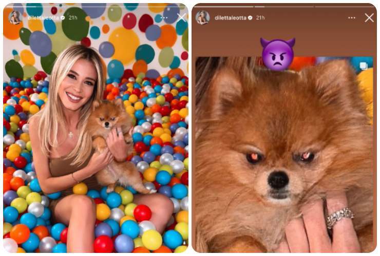 diletta leotta foto cane dettaglio 