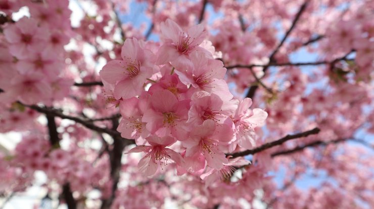 Hanami, la fioritura dei ciliegi a Roma, dove visitarla 