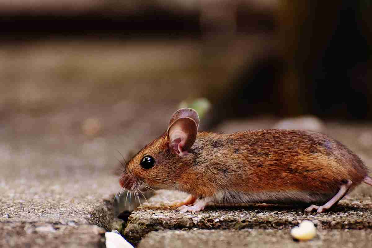 Gli alimenti che favoriscono l'invasione dei topi sul balcone