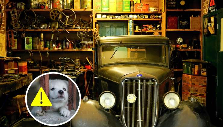 Tenere il cane nel box è reato