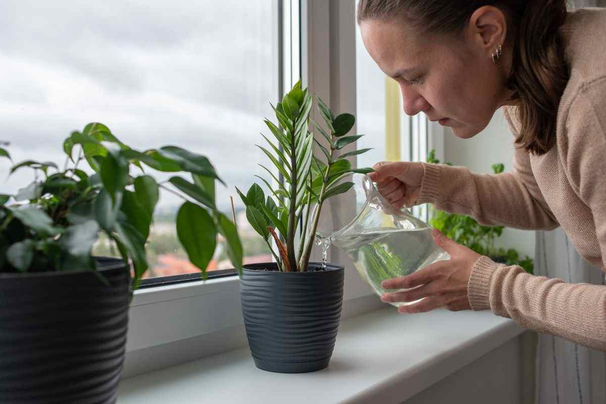 Le piante che hanno bisogno di poca acqua