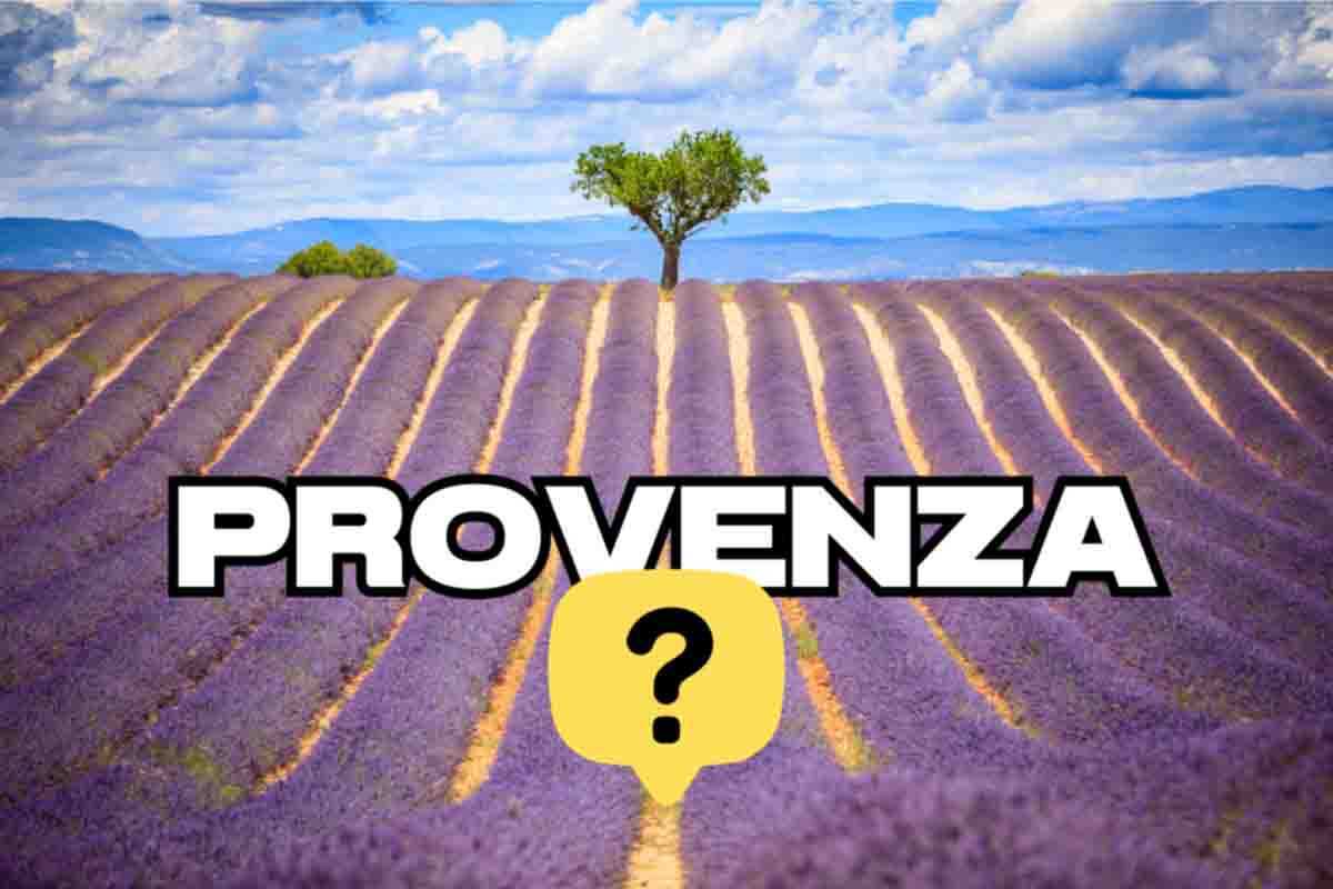 Il campo di lavanda più bello d'Italia è in Piemonte