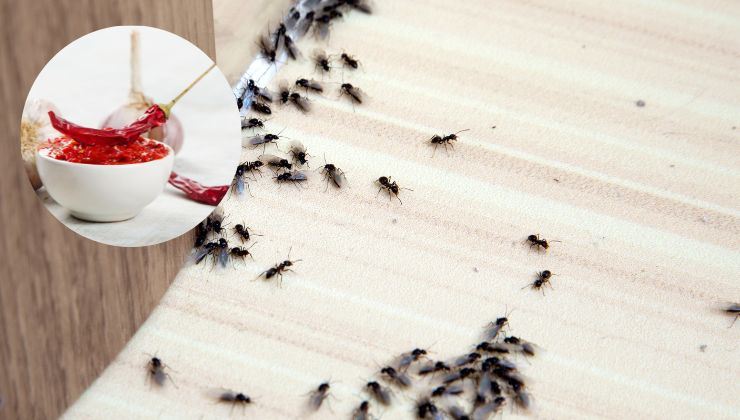 aglio peperoncino contro le formiche