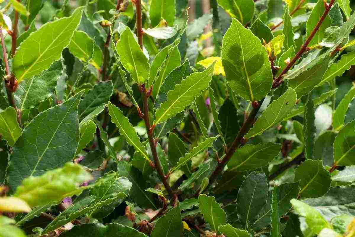 erba aromatica pericolosa e tossica