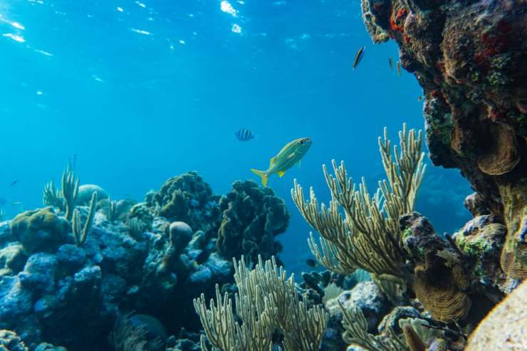 Gli effetti del surriscaldamento sull'oceano