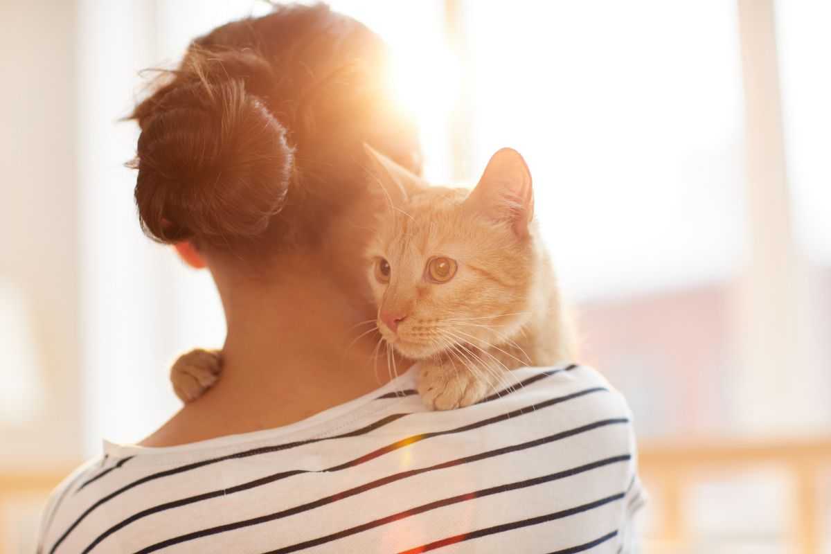 Gatto: come capire se vi ama