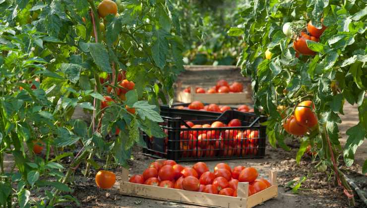 qual è la passata migliore