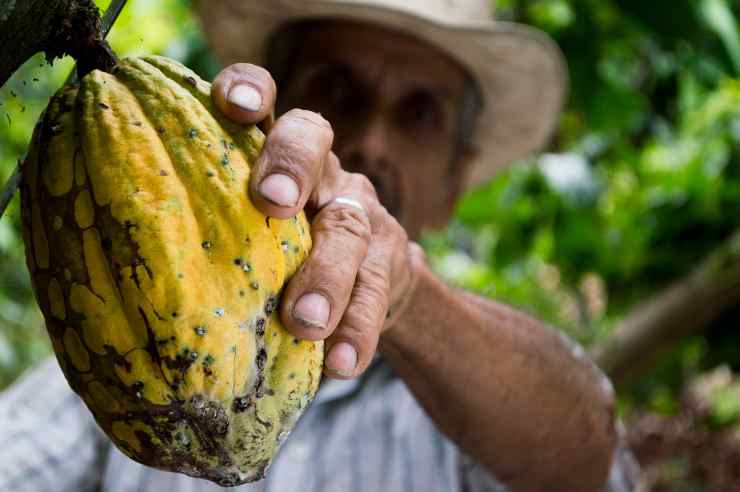 Per produrre il cacao i lavoratori vengono sfruttati