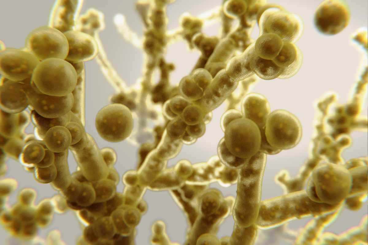 Candida Auris, massima allerta: può uccidere