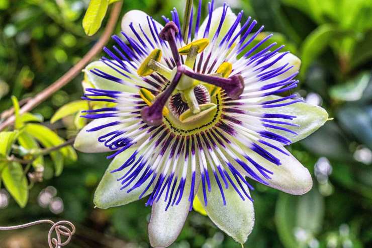 impreziosisci il tuo giardino con le rampicanti