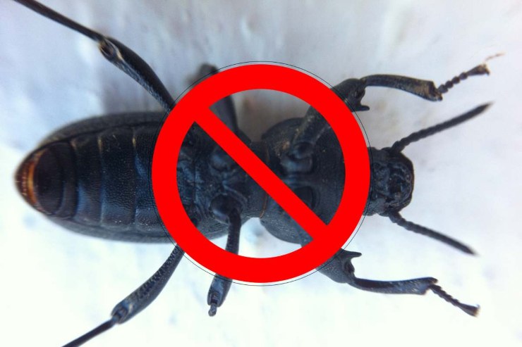 scarafaggi blatte rimedio 