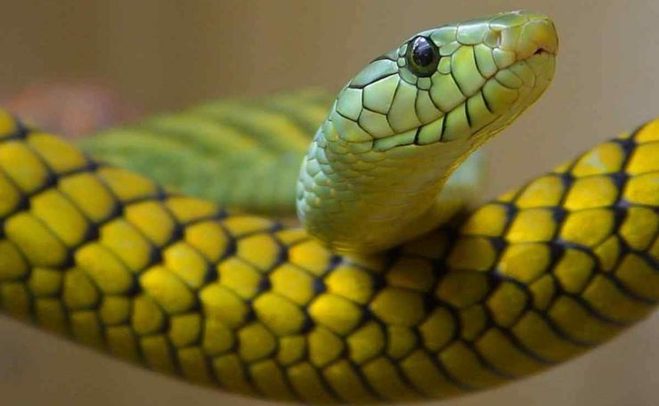 serpente, il significato del sogno