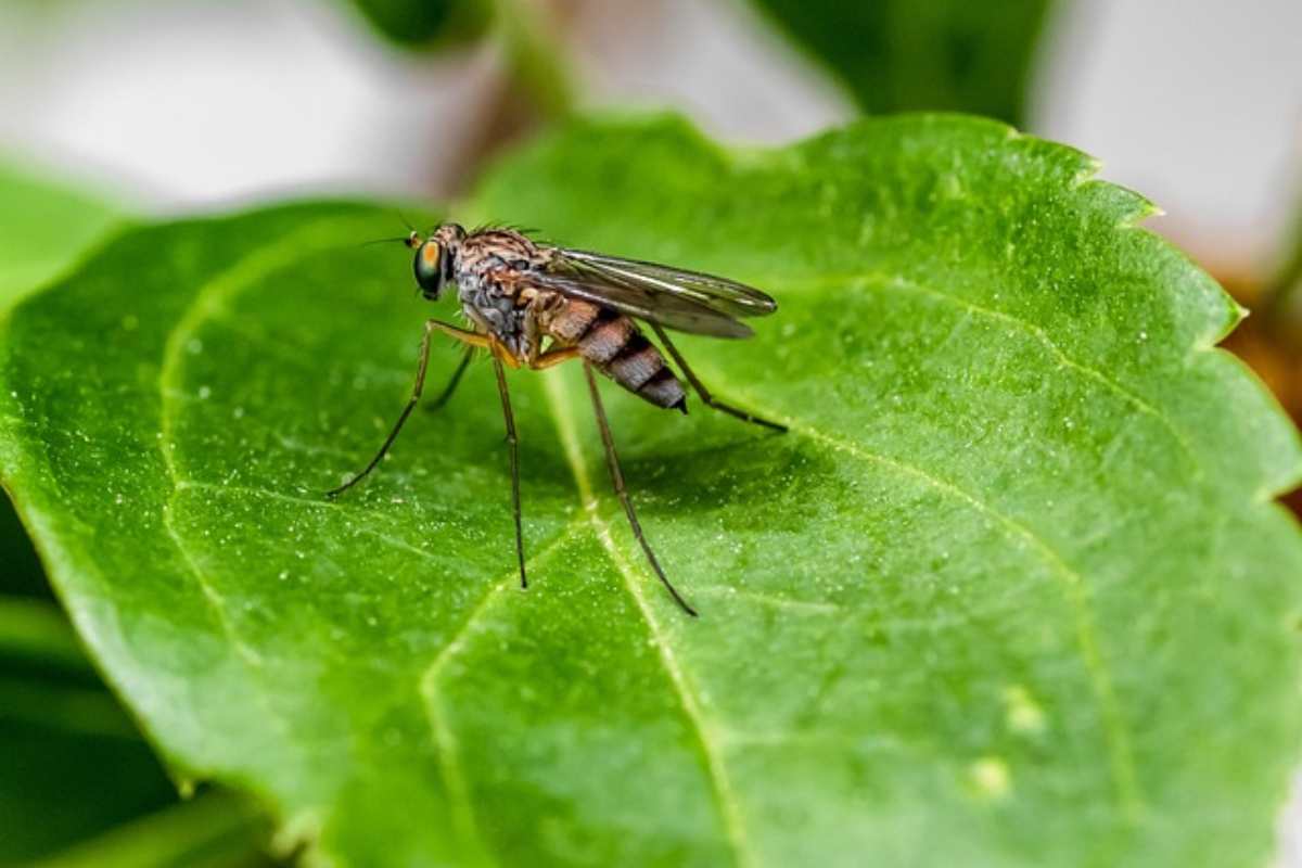 soluzioni naturali contro zanzare