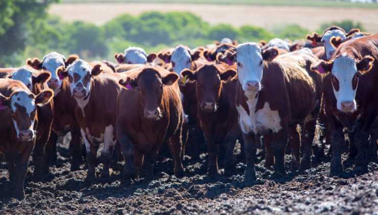 Perché mangiare la farina di grillo