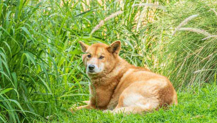 Allerta dingo in Australia