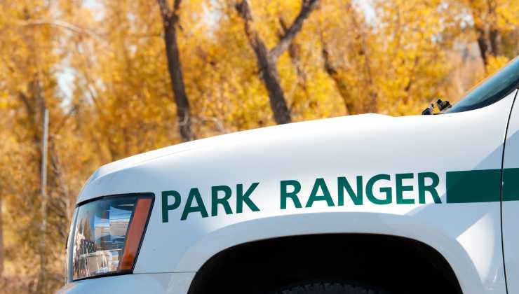 Cosa fare se si incontra un dingo? 