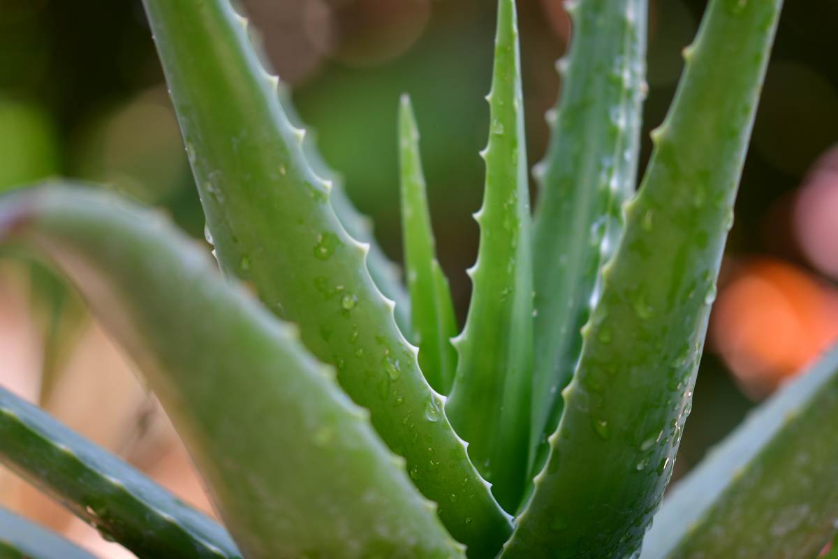 Beber aloe vera puede ser precioso: qué síntomas puede tratar