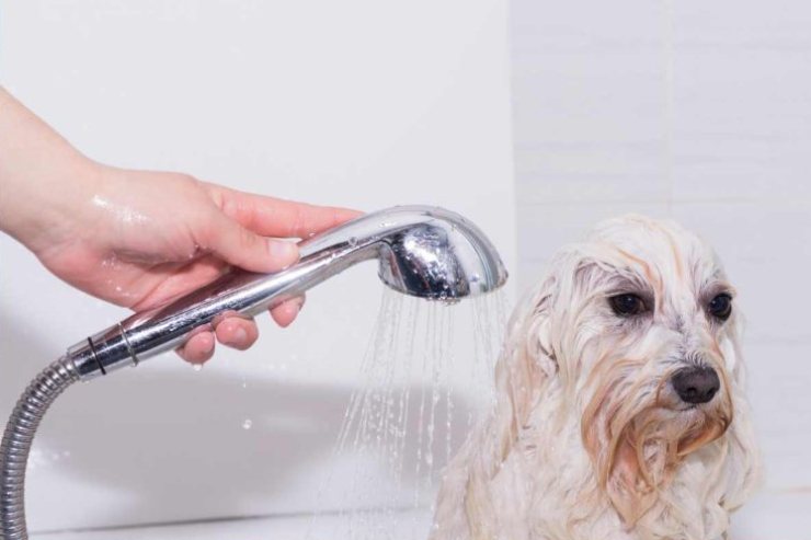 Lavare il cane: ogni quanto e come
