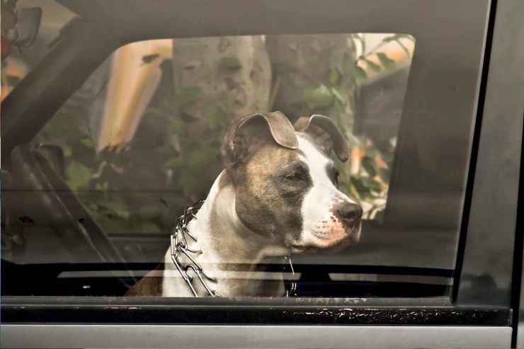 Come trasportare il cane in auto