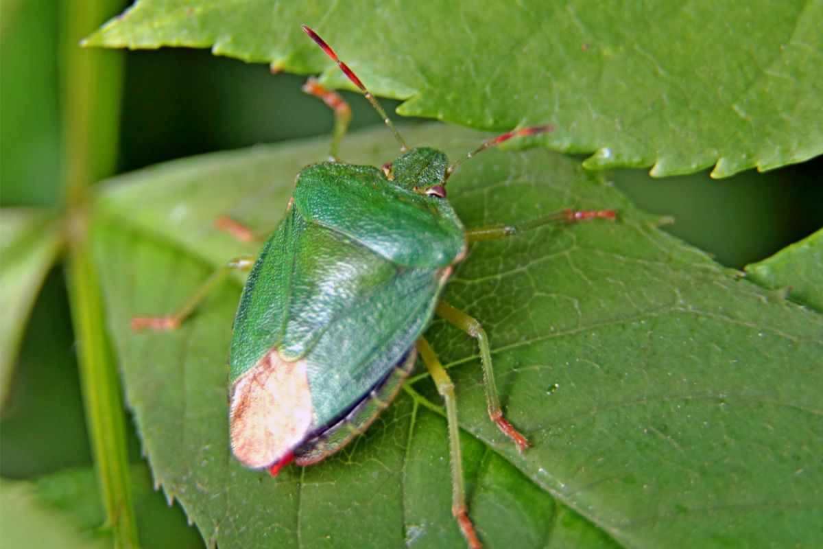 cimice verde cosa attrae