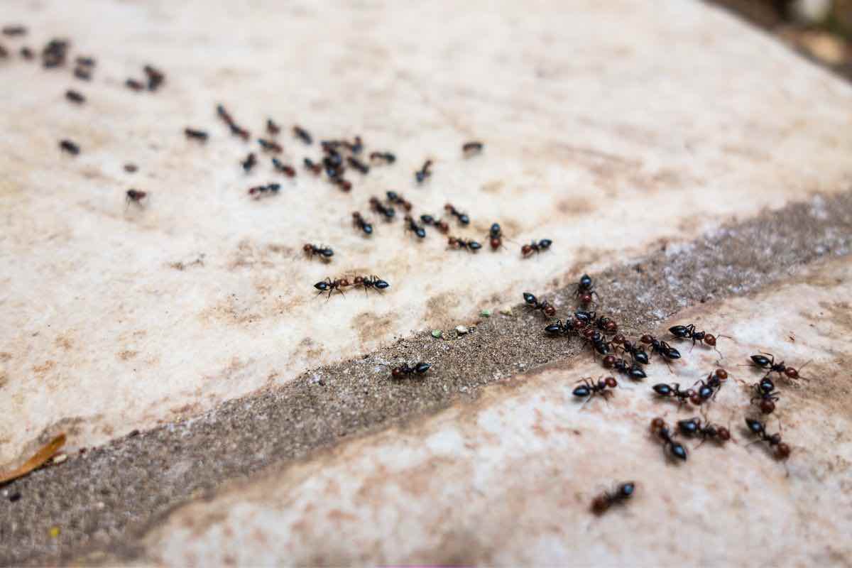 come allontanare formiche da casa