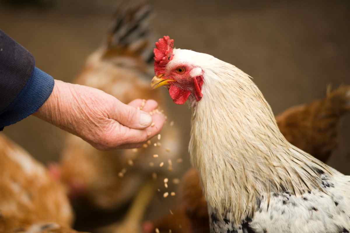 Perché la gallina canta dopo aver deposto l'uovo