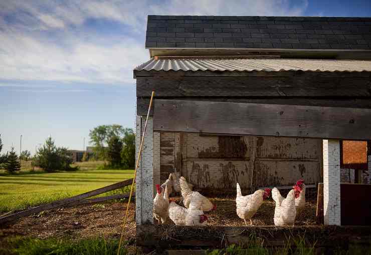 Le galline cercano di proteggere le uova