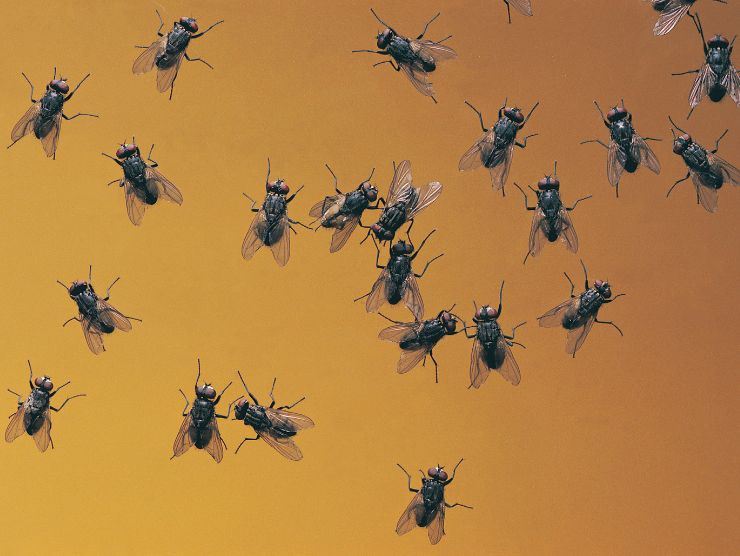 come capire infestazione di mosche