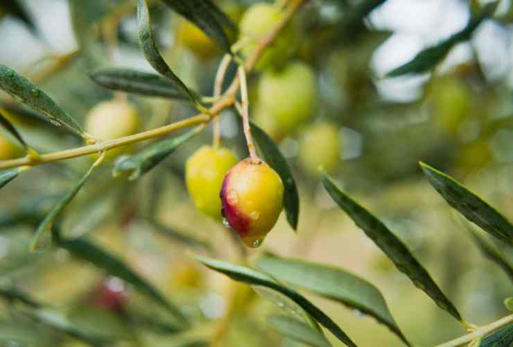 agroalimentare Liguria settore crescita