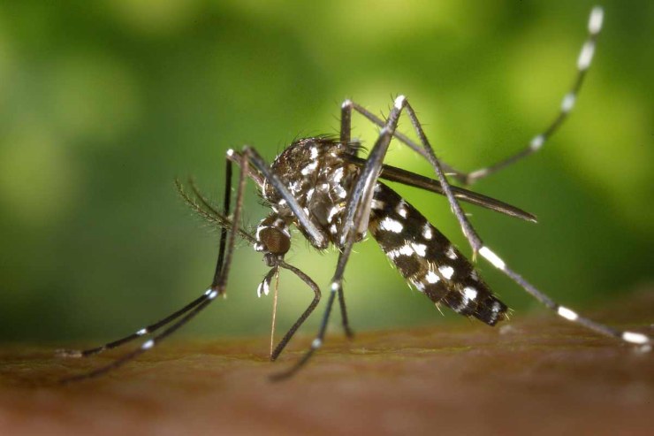 Pappataci e zanzare: differenze