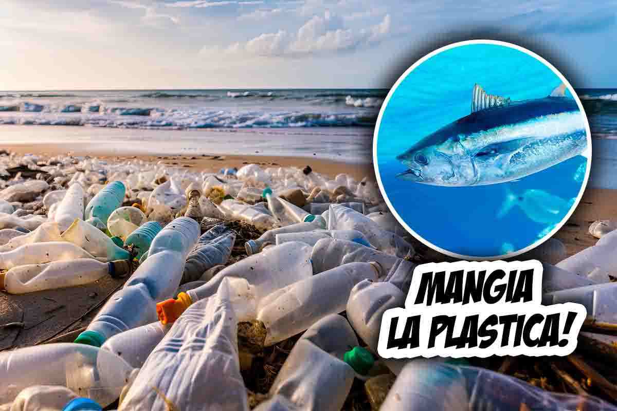Pesci mangia plastica: cosa sono