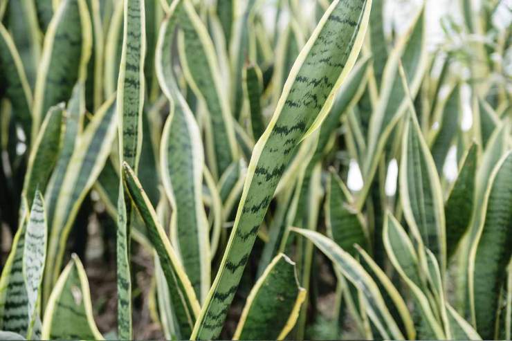 Sanseveria: perfetta per la camera da letto