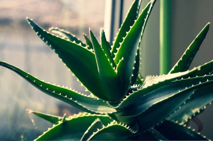 Aloe Vera: perfetta per la camera da letto