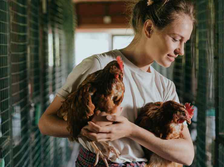 Il motivo del canto della gallina